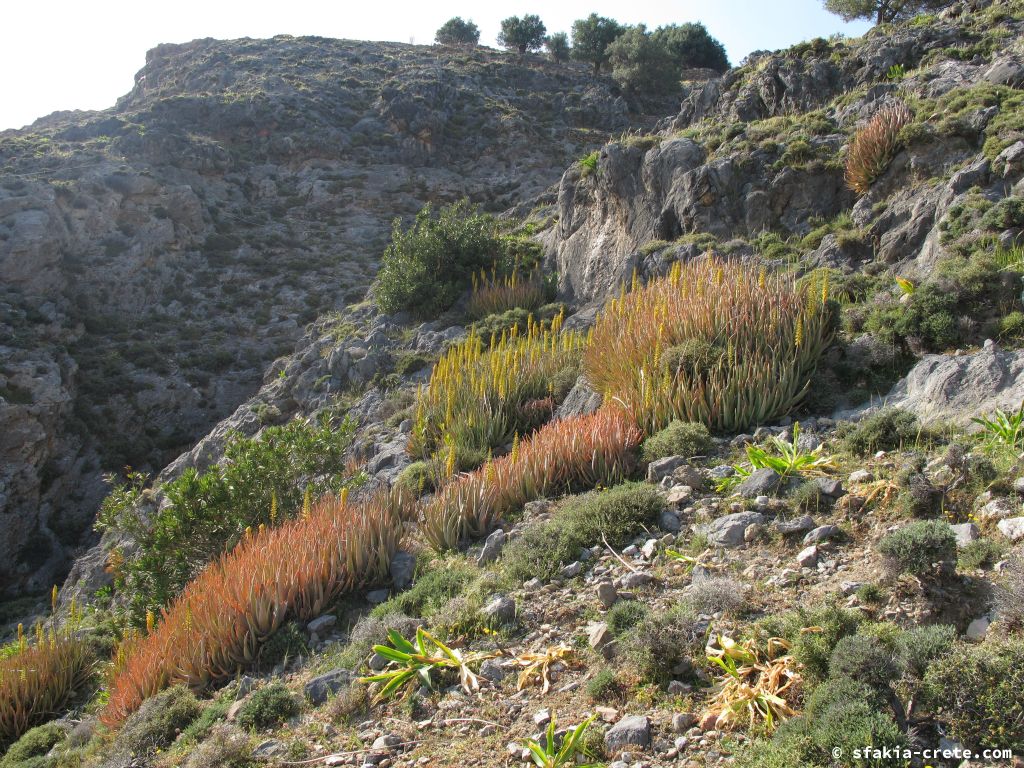 Photo report: Around Sfakia, Crete Spring 2013